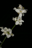 Libertia grandiflora RCP4-09 220.jpg